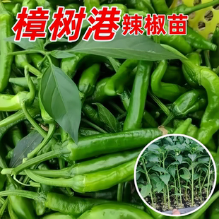 正宗樟树港辣椒秧苗香辣尖椒四季南方种阳台盆栽小菜园地栽蔬菜苗