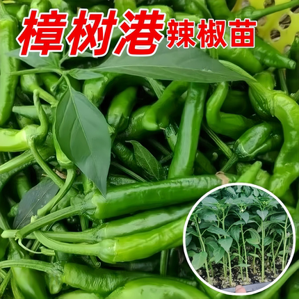 正宗樟树港辣椒秧苗香辣尖椒四季南方种阳台盆栽小菜园地栽蔬菜苗