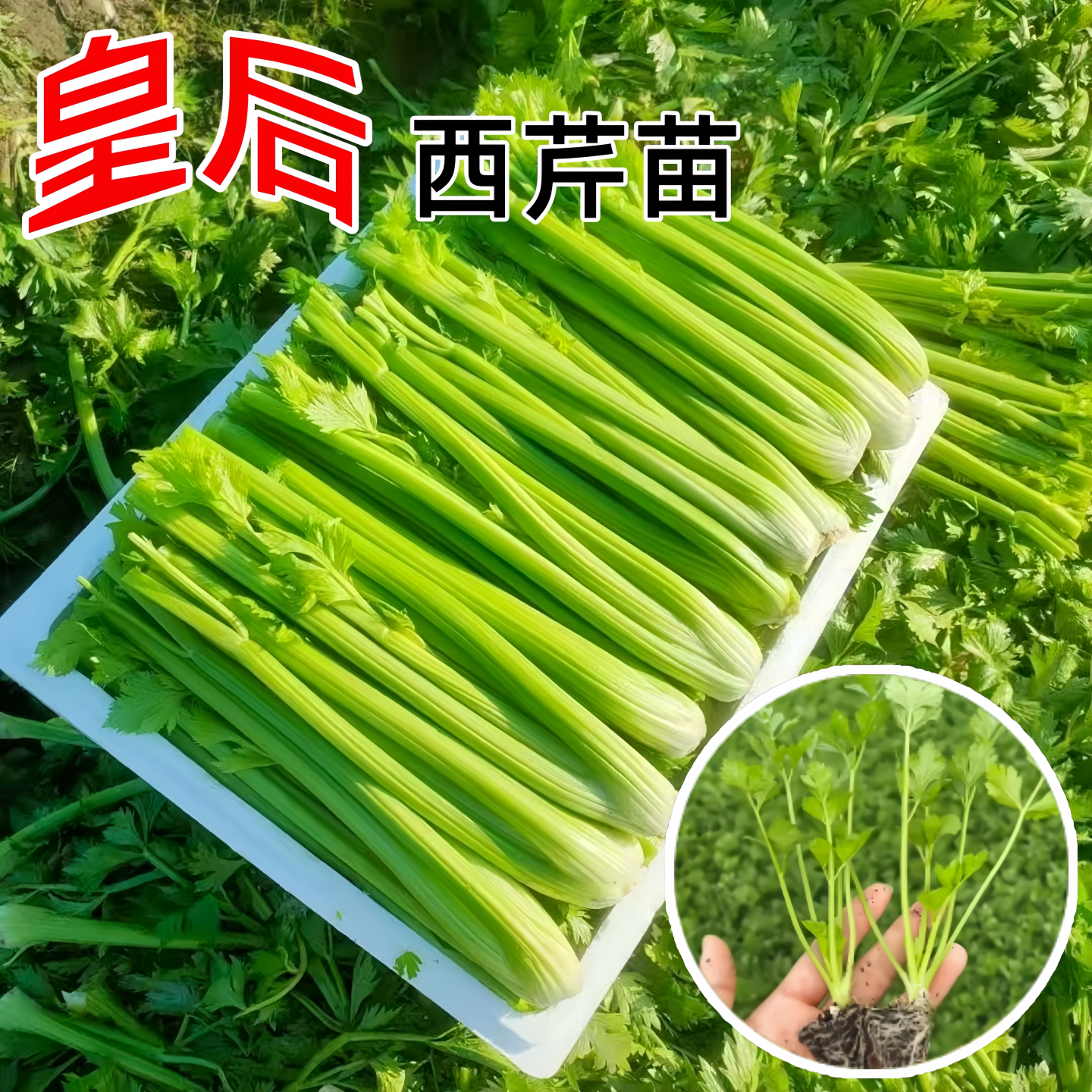 皇后西芹苗老品种芹菜苗秧苗菜苗
