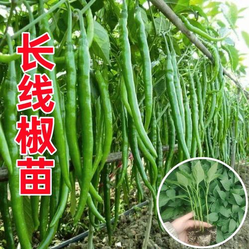 香辣长线椒苗辣椒苗秧苗二荆条苗