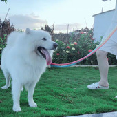 渐变彩色 小狗狗猫绳子中大型犬宠物柴犬斜挎双头头一拖二牵引绳