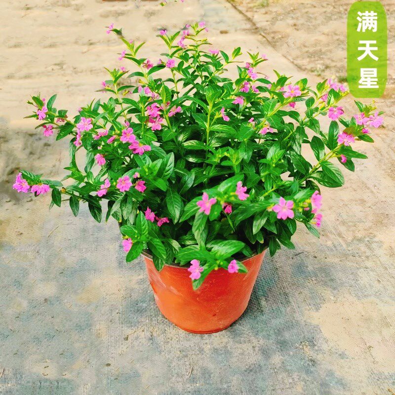 满天星盆栽独杆带花苞阳台庭院好养工程绿化室内四季桌面开花植物图片