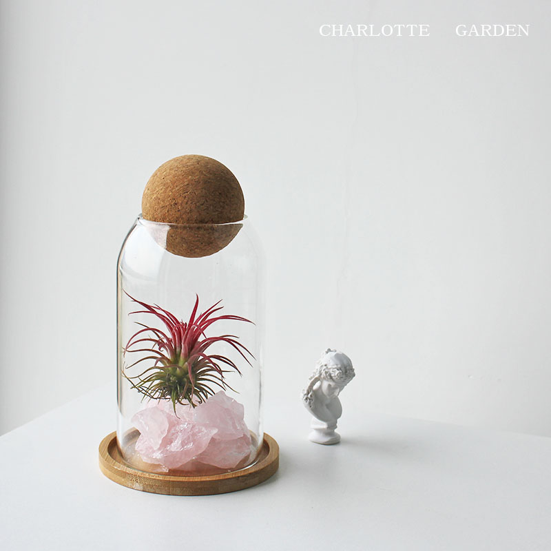 夏洛特花园 空气凤梨 无土栽培 室内好养懒人植物 许愿瓶创意礼物