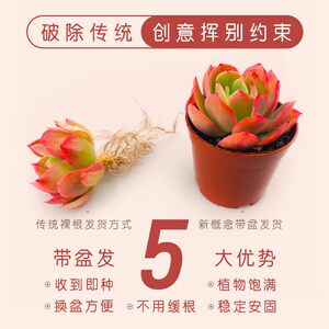 壹分皿 多肉植物组合带盆大尺寸组合盆栽套装办公桌窗台肉肉