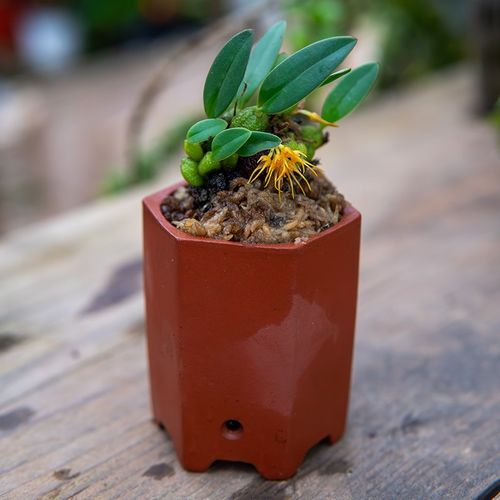 匠人花圃聚珠石豆兰带紫砂盆小巧迷你兰花植物好养桌面懒人盆栽肉