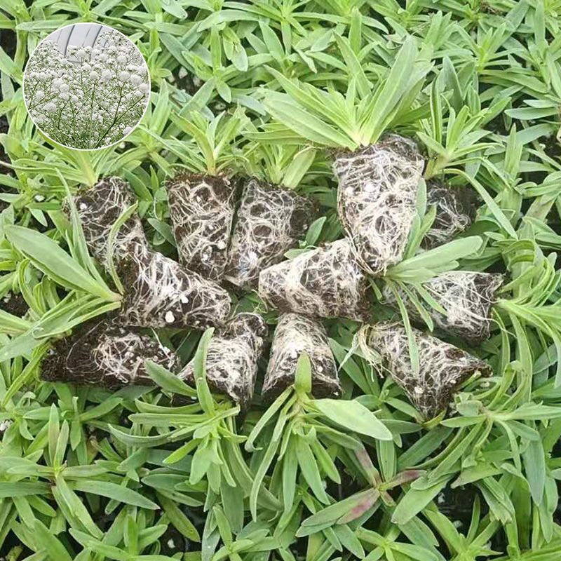满天星花苗伊洛斯鲜切花小苗盆栽苗别墅庭院园林绿化用好养活花卉