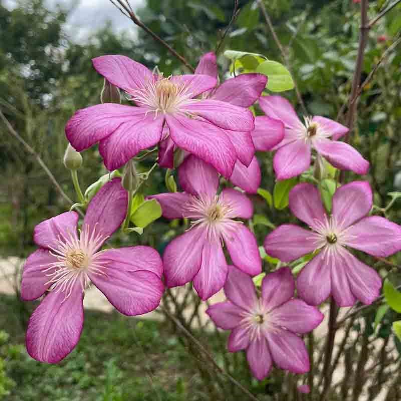 解放自由铁线莲花苗盆栽早花大花组阳台庭院花墙攀爬藤本花卉植物