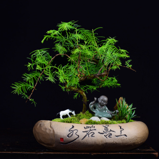 粗陶水培铜钱草水仙花盆陶瓷特大号盆栽盆景家用碗莲多肉植物拼盘