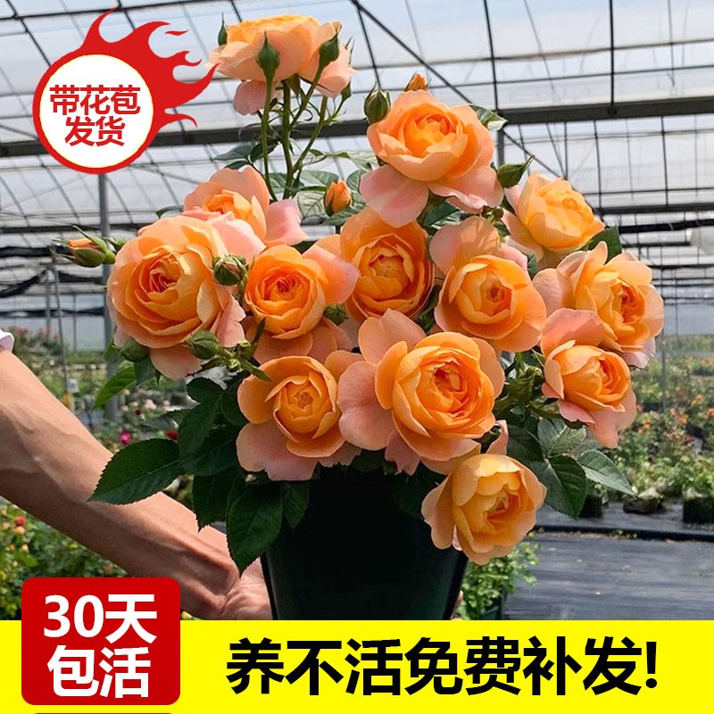 果汁阳台月季灌木盆栽绿植玫瑰花苗室内阳台植物花卉四季开花好养