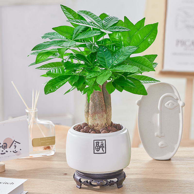 发财树盆栽老桩绿植四季常青植物室内客厅办公桌净化空气除甲醛