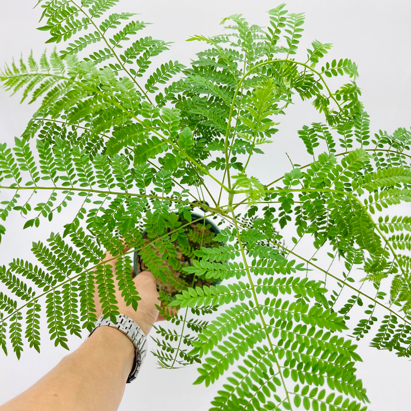 蓝花楹盆栽室内外网红植物办公桌面客厅阳台净化空气四季常青盆景