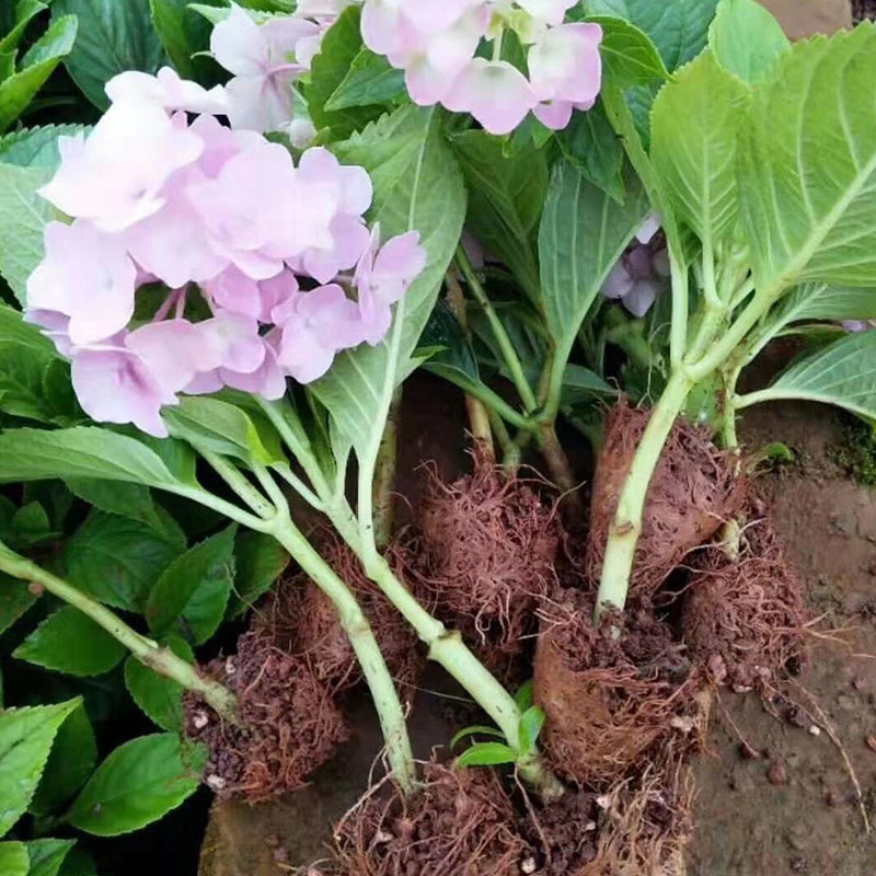 绣球花无尽夏花苗盆栽苗重瓣蓝色绣球花小苗四季好养活多色八仙花