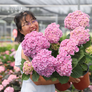 海蒂的花园 太阳神殿新品重瓣大花绣球室外阳台盆栽花卉植物花苗