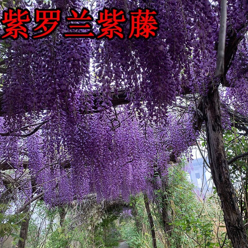 森农哥带叶土丰花紫藤树苗花苗盆栽老桩萝藤蔓爬藤植物花卉