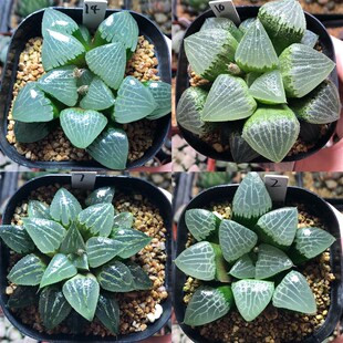 9号优选实生寿一物一拍带盆发货十二卷多肉植物4月14日更新