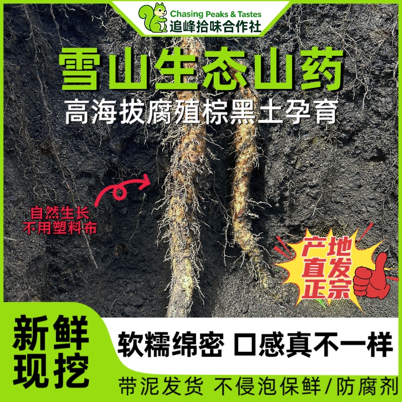 特产定制•雪山生态糯山药现挖新鲜高海拔雅安宝兴山药非铁棍山药