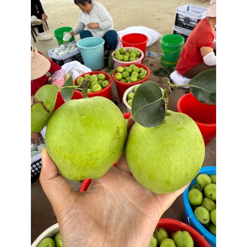 湖北本地头茬青皮梨子酥翠一号脆甜多汁3斤5斤包邮小厨娘原生态土