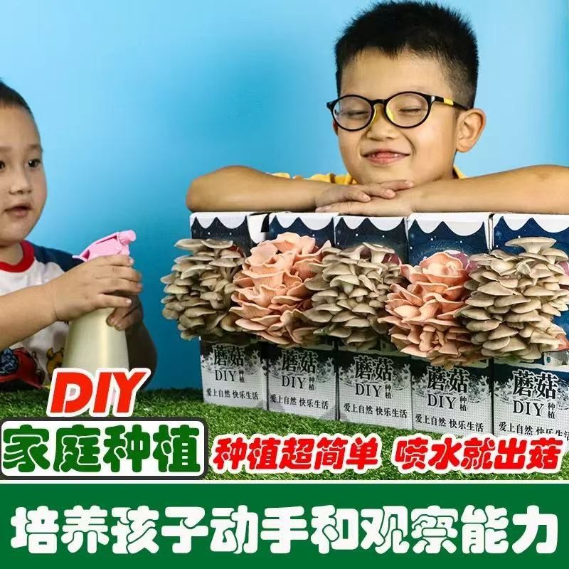 DIY蘑菇种植菌包蘑菇盒家庭室内种植蘑菇科学小实验儿童益智玩具