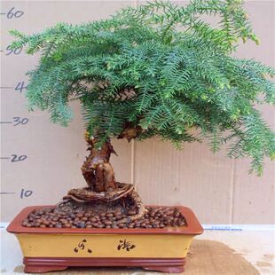 高档造型澳洲杉树特大号盆景室内客厅办公室盆栽四季老桩造型绿植