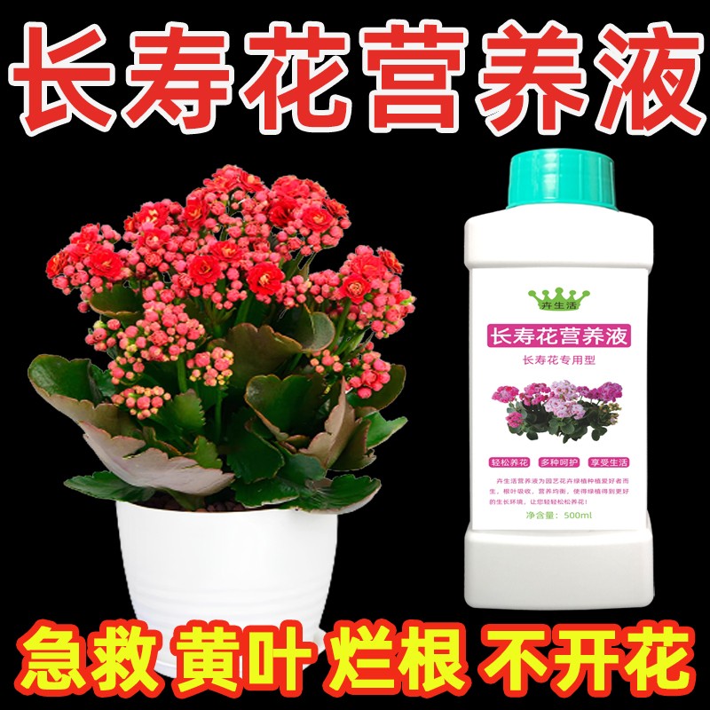 长寿花专用营养液防黄叶落叶烂根催花专用肥促进长寿花开花的肥料
