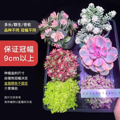 4年老桩多肉拍4发6个大尺寸群生多肉盆栽种好【mumuhome多肉直播