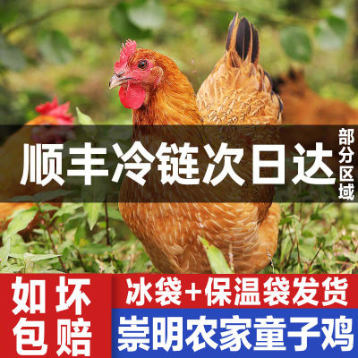 上海崇明岛童子鸡3只三黄鸡白斩鸡走地鸡农家土鸡整只新鲜鸡肉1只