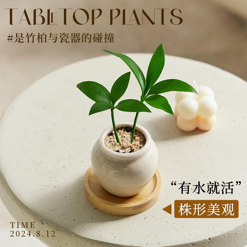 竹柏盆栽拇指植物迷你桌面绿植装饰创意摆件高级感办公室四季常青