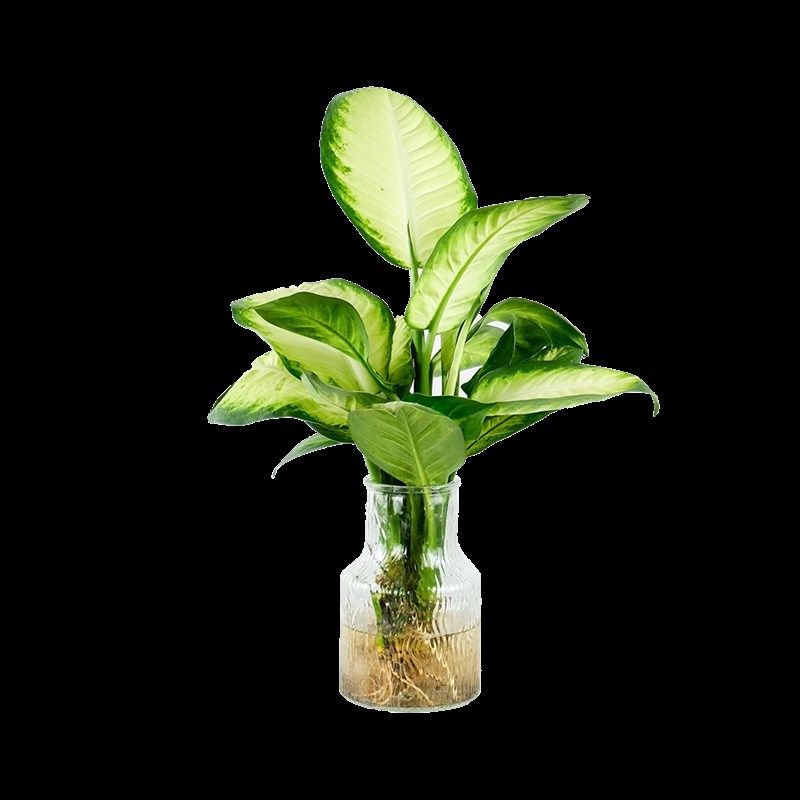 玛丽安万年青水培室内桌面绿植盆栽常绿观叶植物新手易养,鲜花速递/花卉仿真/绿植园艺,大型绿植/成品组合盆栽,淘宝优惠券,粉丝福利购,淘宝优惠卷