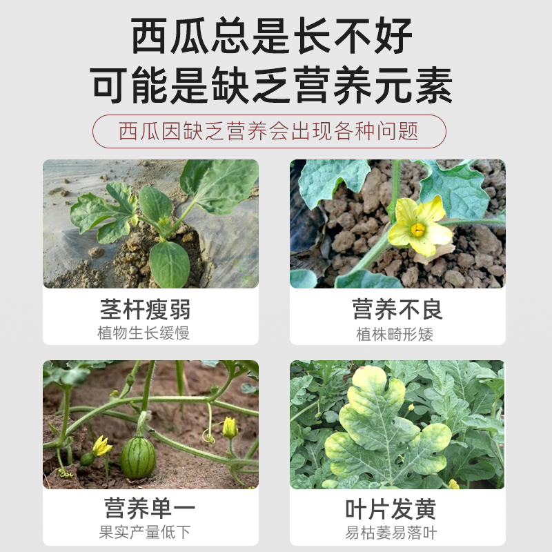 西瓜专用缓释肥复合肥家用型控释颗粒植物盆栽绿植花卉养花肥料