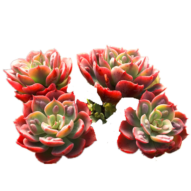 多肉植物【雨滴】带杆老桩奇趣植物多肉盆栽趣味窗台楼顶庭院