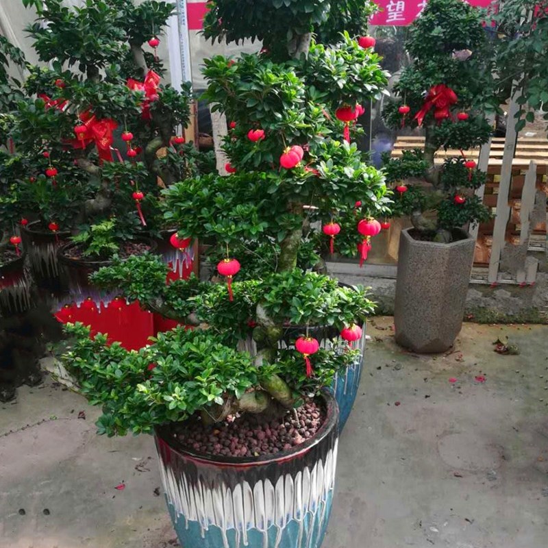多层金钱榕盆栽室内客厅办公大型榕树摇钱树植物开业乔迁绿植花卉
