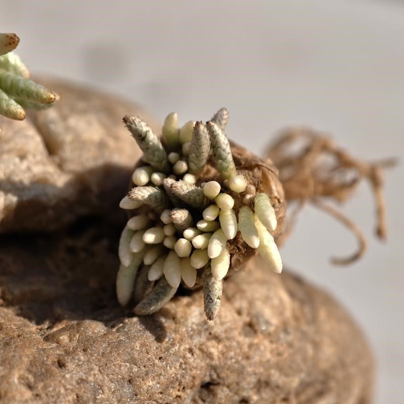 实生红花韧锦多肉植物块根回欢草属花卉绿植室内盆栽阳台四季好养,鲜花速递/花卉仿真/绿植园艺,多肉植物,淘宝优惠券,粉丝福利购,淘宝优惠卷