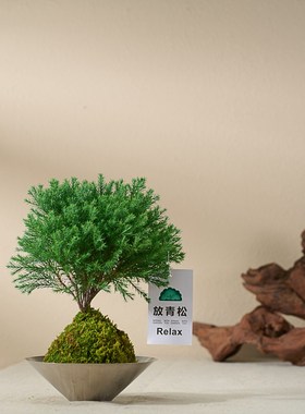 【放轻松】雾松苔藓球室内绿植好养盆栽办公室客厅桌面创意摆件