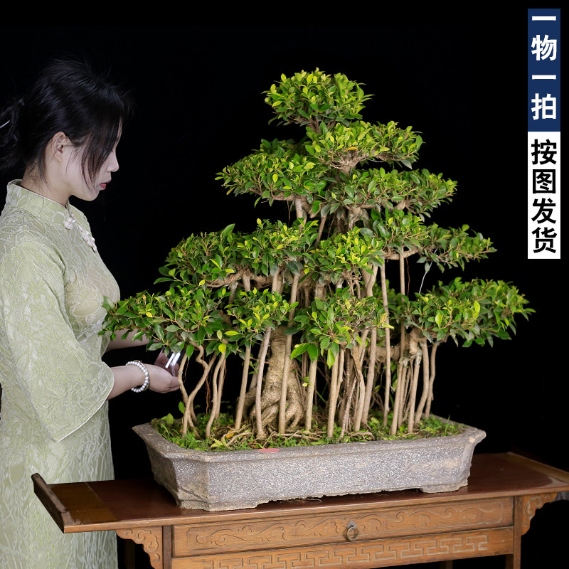 榕树盆景老桩树桩矮霸室内客厅办公室前台大型植物阳台庭院绿植