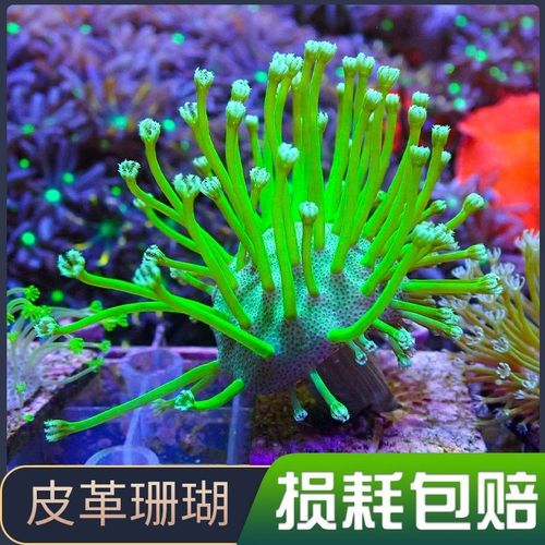 珊瑚活物荧光长须绿草皮闪千手密须皮革纽扣手星花奶嘴海水缸新手
