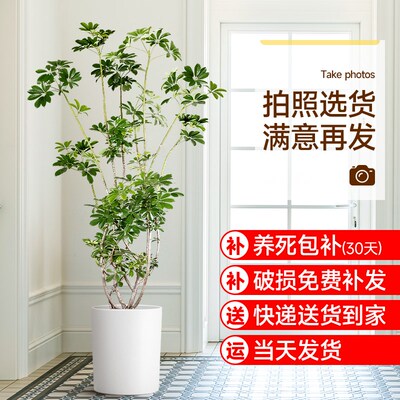 造型鸭脚木室内盆栽鸭掌木净化空气办公室客厅八方来Y财大型绿植