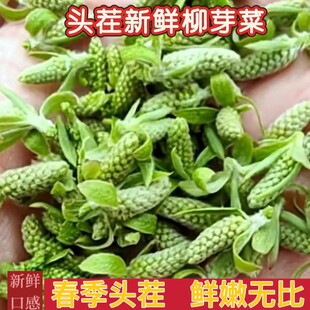 新鲜柳树芽头茬现采柳尖营养食材柳构儿菜嫩柳絮春凉拌柳芽菜包邮