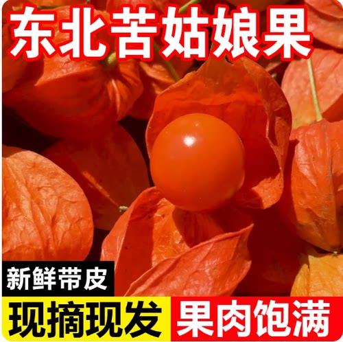 东北特产红姑娘果苦姑娘果新鲜现摘现发酸甜