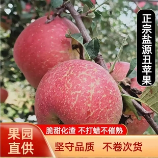 冰糖心红苹果8斤康巴甘孜州黄草坪康定达杠泸定高原新鲜时令水果