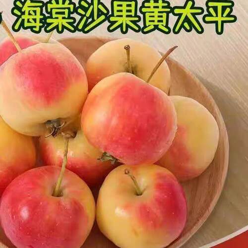 顺丰东北特产沙果海棠果5斤箱现摘黄太平小苹果孕妇应季新鲜水果