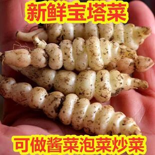 新鲜地环宝塔菜螺丝菜种子地葫芦地牯牛地蚕可做泡菜农家现挖5斤