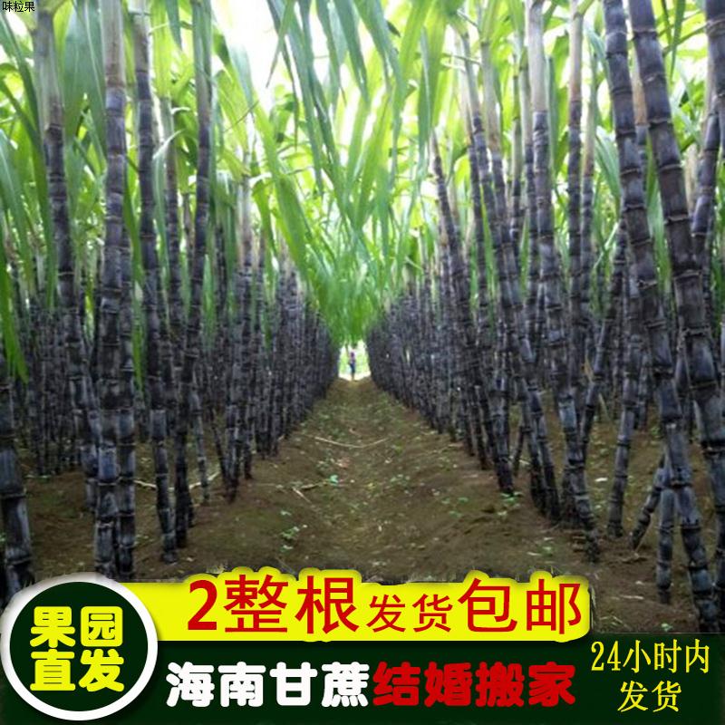 2整根黑皮甘蔗 海南三亚新鲜当季应季水果特产 结婚搬家新居 喜事
