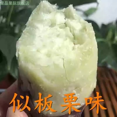 老品种白心红薯5斤 沙地板栗冰糖心蜜薯 超甜新鲜白薯地瓜包邮