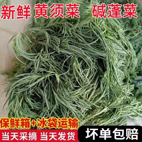 黄须菜 黄西菜 黄席菜碱蓬菜海英菜盐碱地新鲜现摘野菜海蓬菜嫩芽