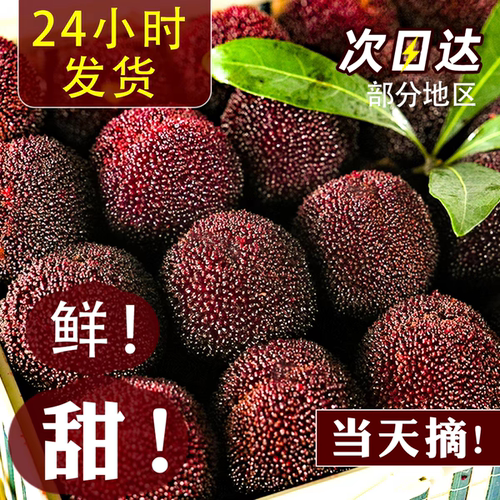 2026年冷冻杨梅鲜果精品5斤装特甜荸荠黑炭水晶当季水果