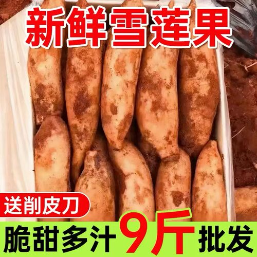 云南天山雪莲果特级红心新鲜现挖当季特大果9斤清甜水果整箱包邮3