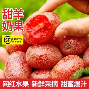 顺丰云南新鲜羊奶果青果热带酸甜野生果应季稀奇罕见孕妇水果