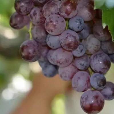 玫瑰香葡萄山东特产平度新鲜葡萄整箱孕妇水果4斤顺丰