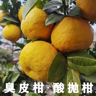 湖南臭皮柑新鲜野生湖北酸抛柑新鲜黄皮水果酸泡柑酸柑子孕妇水果