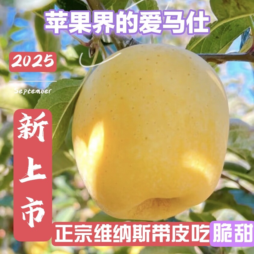 正宗云南维纳斯黄金苹果当季新鲜水果脆甜多汁图片